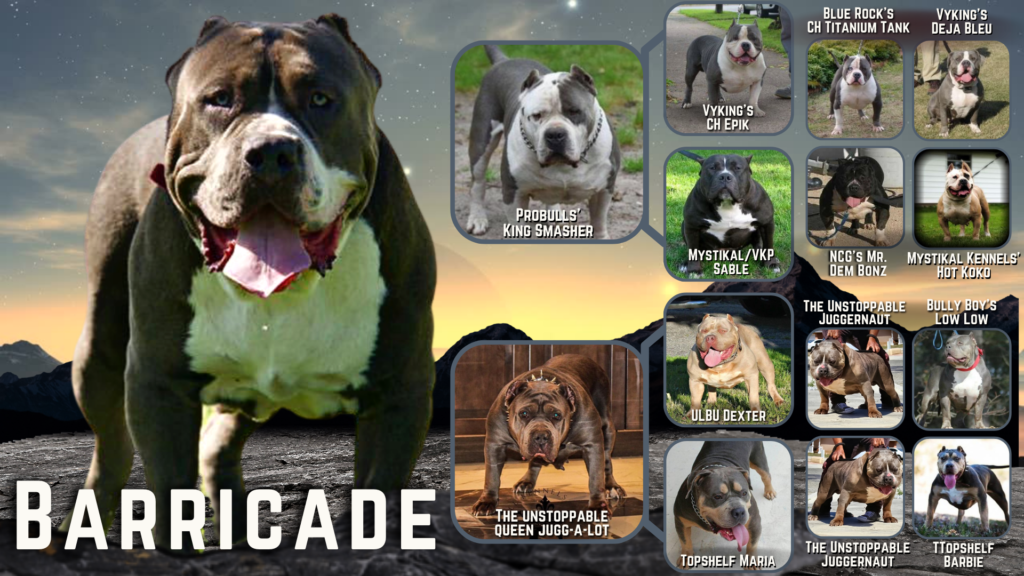 xxl bullies pitbulls for sale