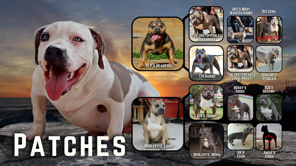 puppies for sale blue fawn xxl bullies