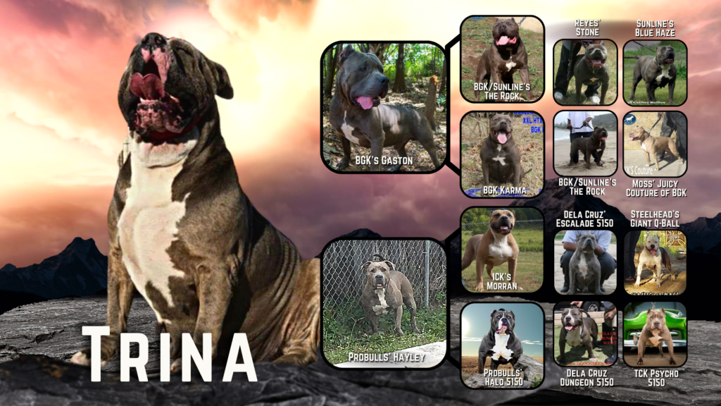 AOW Trina dam to sunline's omega