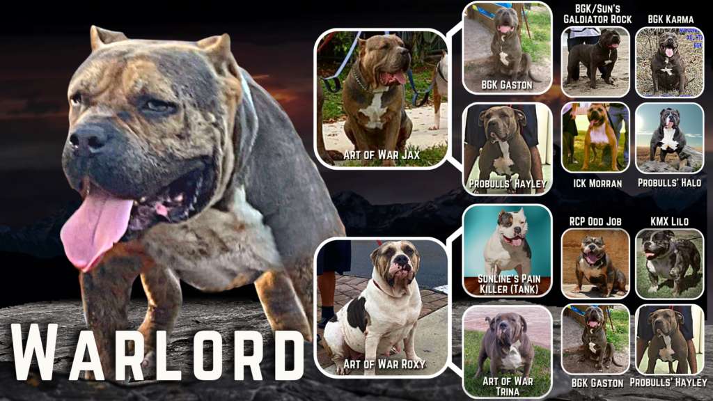 puppies for sale xxl bullies xxl pitbulls