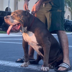 XL bluenose bullies puppies