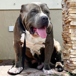 blue xl american bully breeders