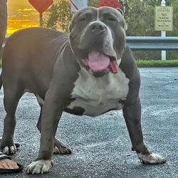 florida xl bully breeders