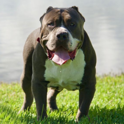 xl bully breeders near me
