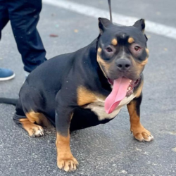 XXL pitbull breeder