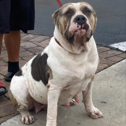 artofwar roxy xl american bully tri merle