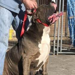 biggest bully breeders in florida