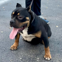 black tri xl american bully pit