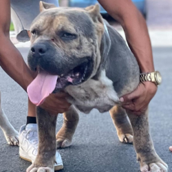 blue tri merle xl bully puppies