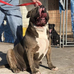 blue xl bully breeders fl