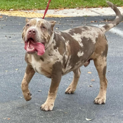 lilac merle xl bully puppies
