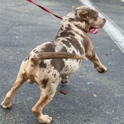 merle bully puppies for sale