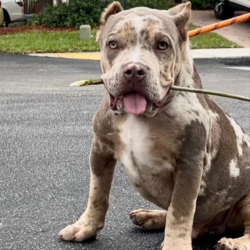 merle ti xl pitbulls puppies
