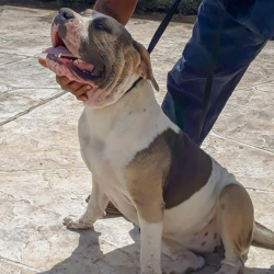 merle xl bully breeders florida