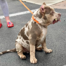 merle xl pitbull puppies for sale