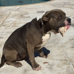 pitbull breeders biggest pitbull