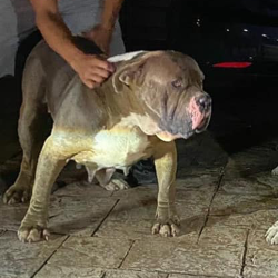 pitbulls puppies for sale