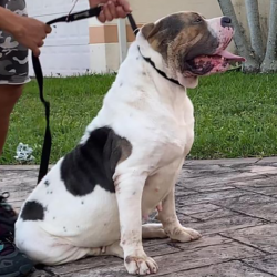 tri merle xl bully breeders near me