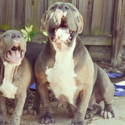 tricolor xl pitbulls breeder