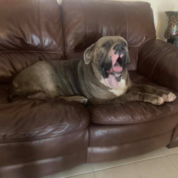 worlds biggest pitbulls