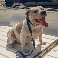 xxl pitbulls for sale in florida